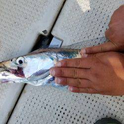 遊漁船 ニライカナイ 釣果