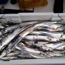 暁〜akatsuki〜 釣果