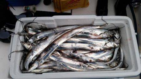 暁〜akatsuki〜 釣果