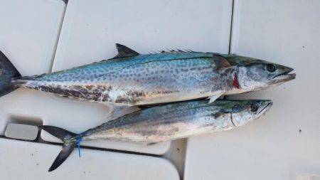 暁〜akatsuki〜 釣果