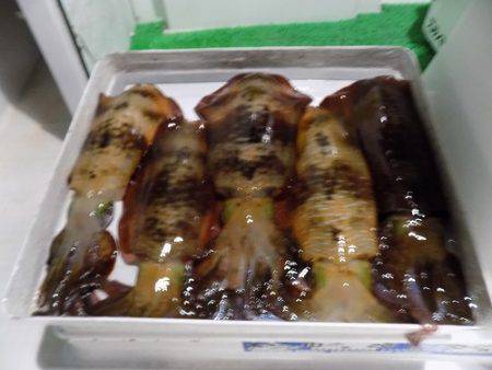 フィッシングボート空風(そらかぜ) 釣果