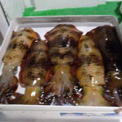 フィッシングボート空風 釣果