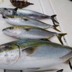 暁〜akatsuki〜 釣果