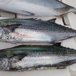 暁〜akatsuki〜 釣果