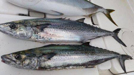 暁〜akatsuki〜 釣果