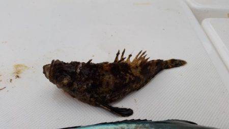 暁〜akatsuki〜 釣果