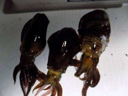 フィッシングボート空風(そらかぜ) 釣果