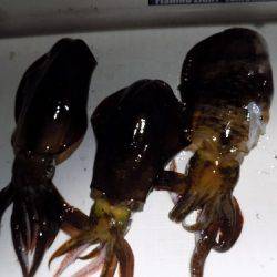 フィッシングボート空風 釣果