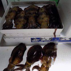 フィッシングボート空風(そらかぜ) 釣果