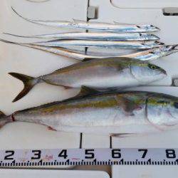 暁〜akatsuki〜 釣果