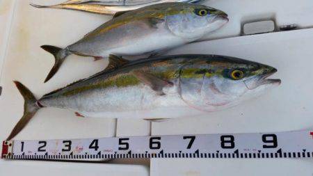 暁〜akatsuki〜 釣果