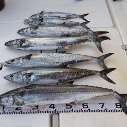 暁〜akatsuki〜 釣果