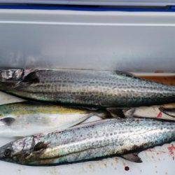 暁〜akatsuki〜 釣果