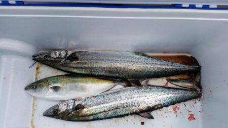 暁〜akatsuki〜 釣果