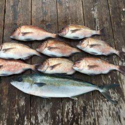 由良海上釣り堀 海人 釣果