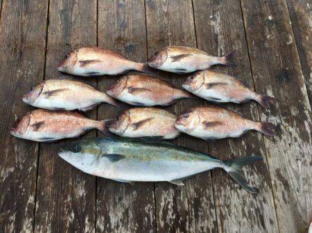 由良海上釣り堀 海人 釣果