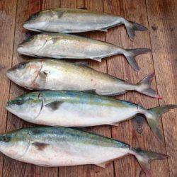 由良海上釣り堀 海人 釣果