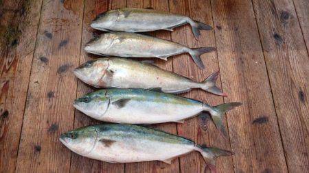 由良海上釣り堀 海人 釣果