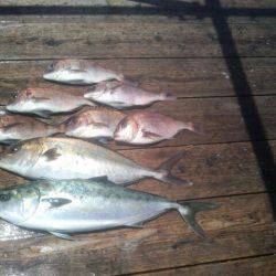 由良海上釣り堀 海人 釣果