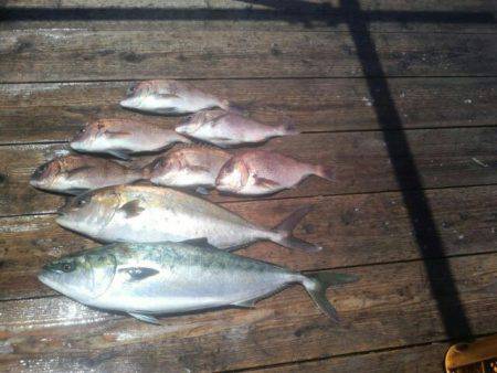 由良海上釣り堀 海人 釣果