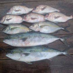 由良海上釣り堀 海人 釣果