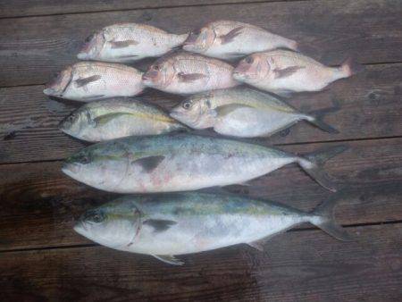 由良海上釣り堀 海人 釣果