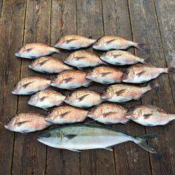 由良海上釣り堀 海人 釣果