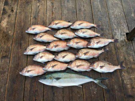 由良海上釣り堀 海人 釣果