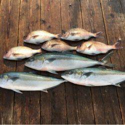 由良海上釣り堀 海人 釣果