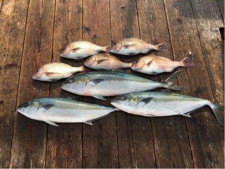 由良海上釣り堀 海人 釣果