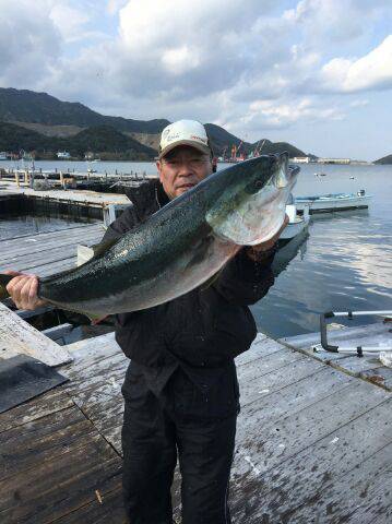 由良海上釣り堀 海人 釣果