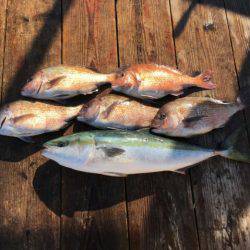 由良海上釣り堀 海人 釣果