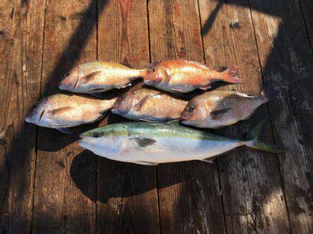 由良海上釣り堀 海人 釣果