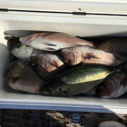 由良海上釣り堀 海人 釣果