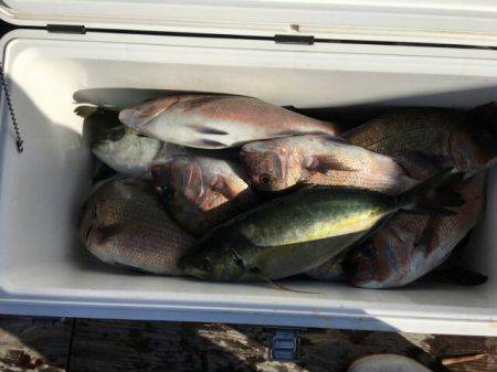 由良海上釣り堀 海人 釣果