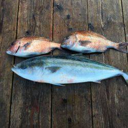 由良海上釣り堀 海人 釣果