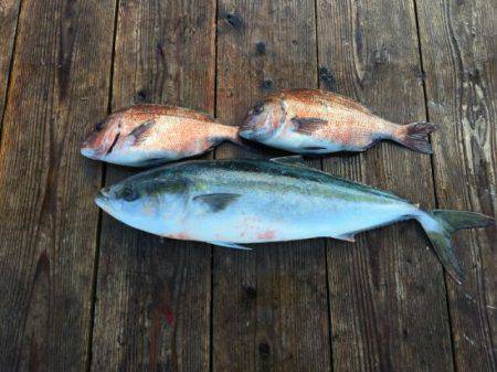 由良海上釣り堀 海人 釣果