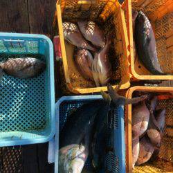 由良海上釣り堀 海人 釣果