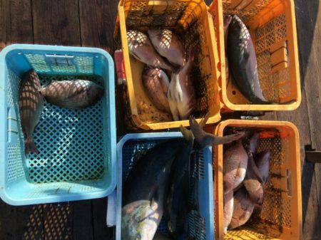 由良海上釣り堀 海人 釣果