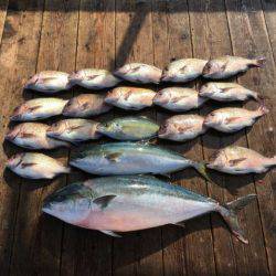 由良海上釣り堀 海人 釣果