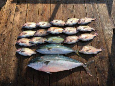 由良海上釣り堀 海人 釣果