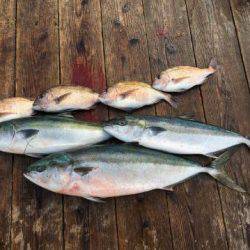 由良海上釣り堀 海人 釣果