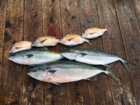 由良海上釣り堀 海人 釣果