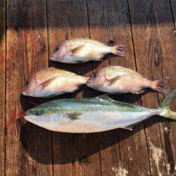 由良海上釣り堀 海人 釣果