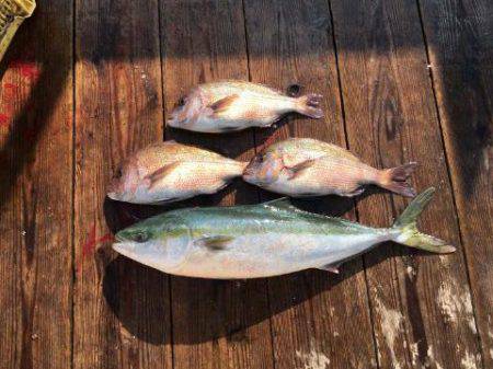 由良海上釣り堀 海人 釣果
