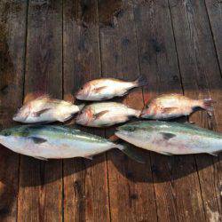 由良海上釣り堀 海人 釣果