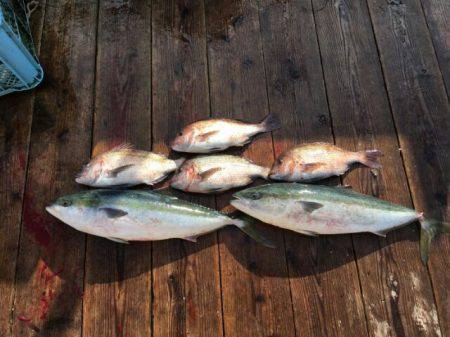 由良海上釣り堀 海人 釣果