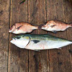 由良海上釣り堀 海人 釣果