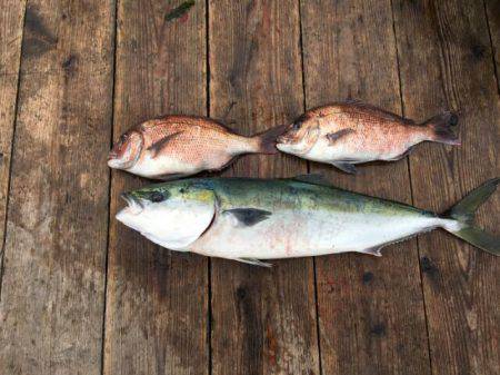 由良海上釣り堀 海人 釣果