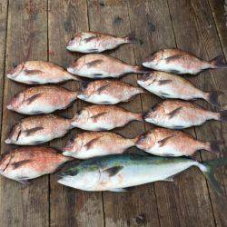 由良海上釣り堀 海人 釣果